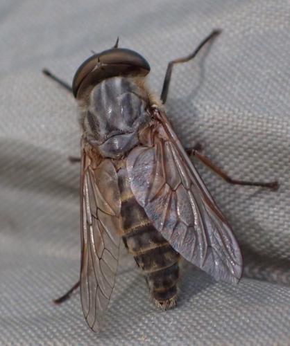 Réf. 222 006 : Tabanus bromius